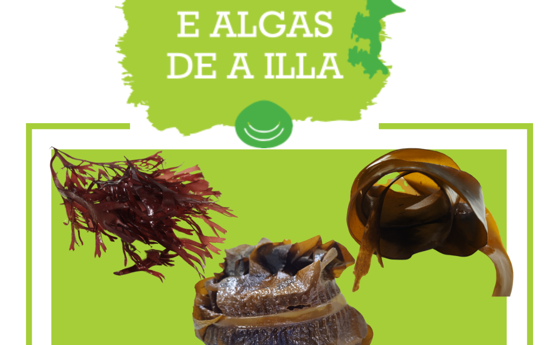 De onde veñen as algas da OPP20?
