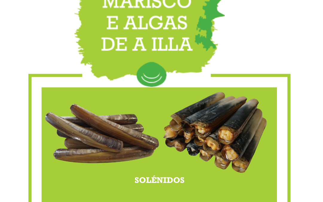 Os solénidos na OPP20: navalla e longueirón vello