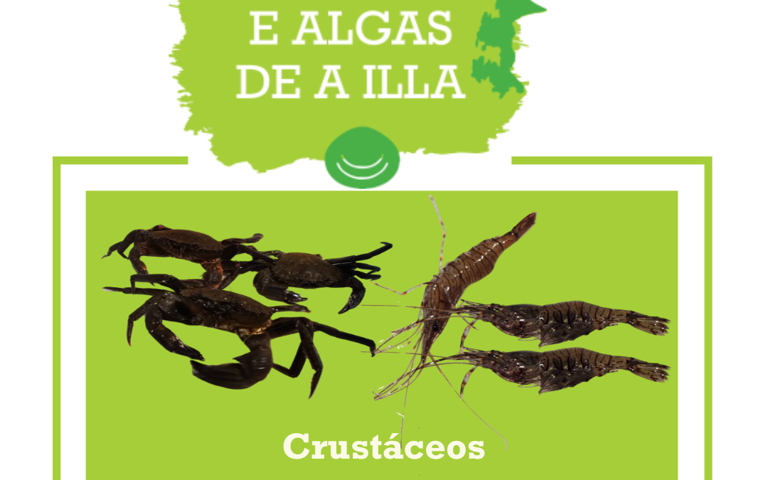 Os crustáceos da OPP20: nécora e camarón