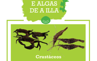 Los crustáceos de la OPP20: nécora y camarón