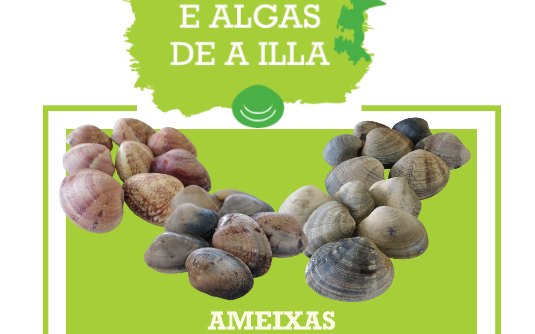 Bivalvos estrela: AS AMEIXAS