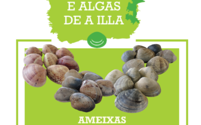 Bivalvos estrella: LAS ALMEJAS.