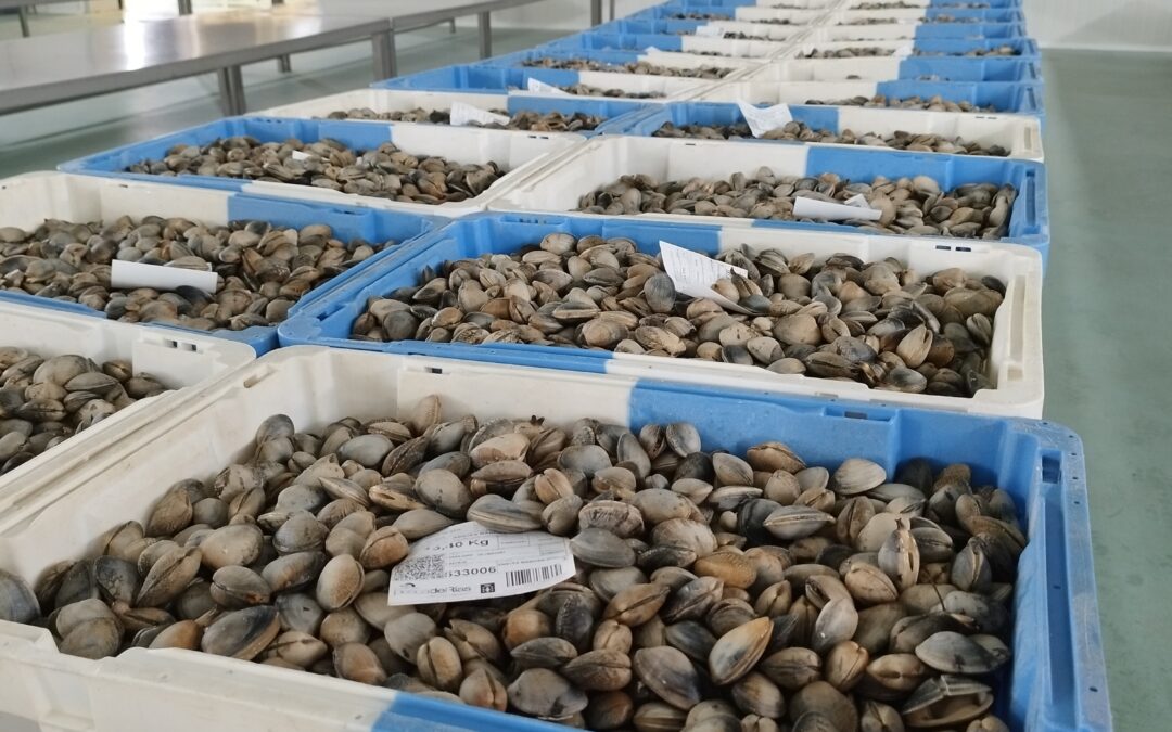 A lonxa da Illa supera os 219.000 quilos de produto comercializado no primeiro semestre do ano