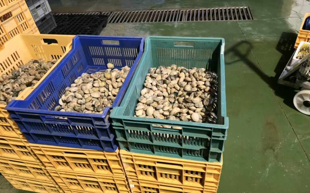 Como funciona a trazabilidade do marisco da OPP20 na lonxa do Xufre