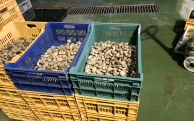 Cómo funciona la trazabilidad del marisco de la OPP20 en la lonja de O Xufre