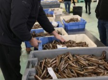 La Lonja do Xufre inició 2026 con una amplia variedad de producto marinero de A Illa de Arousa