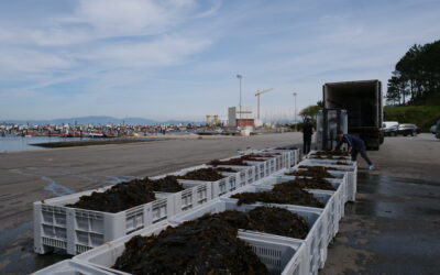 Las lluvias y su impacto en el marisqueo de A Illa de Arousa durante los primeros meses de 2026