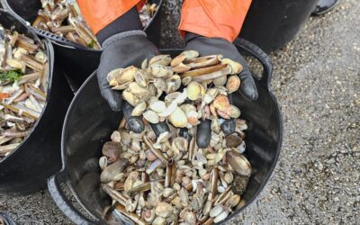 Las lluvias y su efecto sobre el marisqueo: conocer el mar también es conocer los cambios de la ría